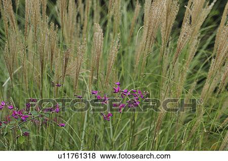 Stock Photo - Bush Clover and Japanese Silver Grass in the Field. Fotosearch