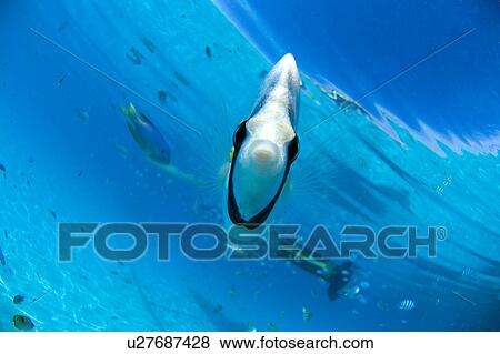 Stock Photo - Butterflyfish swimming underwater, Bora Bora, Tahiti. Fotosearch