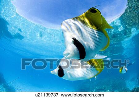 Butterflyfishes swimming underwater, Bora Bora, Tahiti View Large Photo Image Stock Photo - Butterflyfishes swimming underwater, Bora Bora, Tahiti. Fotosearch