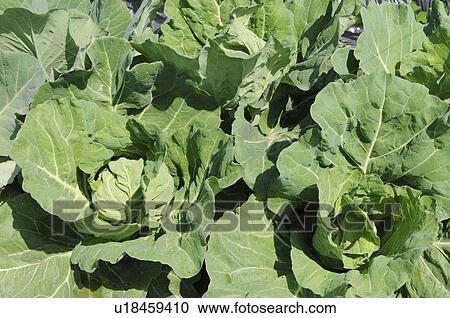 Stock Image - Cabbage farm, Hyogo Prefecture, Honshu, Japan. Fotosearch