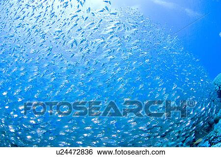 Stock Photograph - Cardinalfishes swimming underwater. Fotosearch