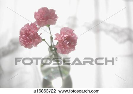Stock Image - Carnations in vase. Fotosearch