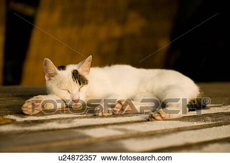 Stock Photo - Cat sleeping at dusk, Japan. Fotosearch