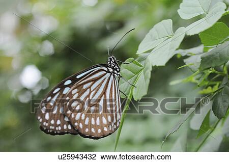 Stock Image - Ceylon Blue Glassy Tiger (Ideopsis similis) on leaf, Hyogo Prefecture, Honshu, Japan. Fotosearch