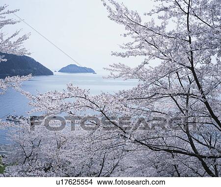 Cherry Blossom and Islands in the Sea View Large Photo Image Picture - Cherry Blossom and Islands in the Sea. Fotosearch