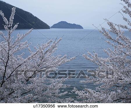 Cherry Blossom and Islands in the Sea View Large Photo Image Stock Photograph - Cherry Blossom and Islands in the Sea. Fotosearch