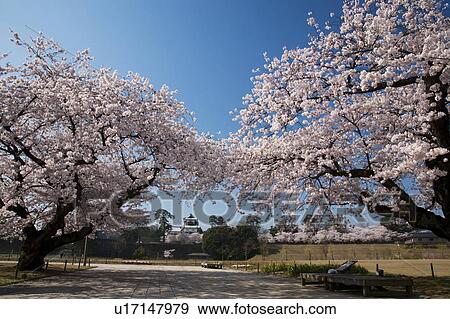 Cherry Blossom and Japanese Old Castle in the Background View Large Photo Image Stock Photo - Cherry Blossom and Japanese Old Castle in the Background. Fotosearch