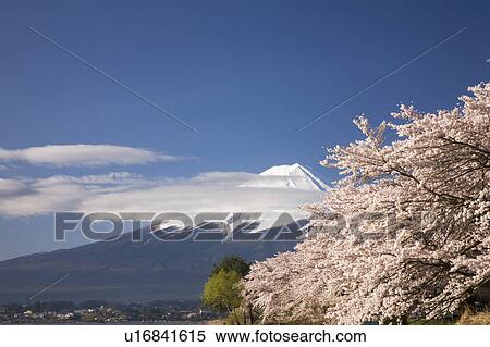Cherry blossom and Mt. Fuji, Yamanashi Prefecture, Honshu, Japan View Large Photo Image Stock Photography - Cherry blossom and Mt. Fuji, Yamanashi Prefecture, Honshu, Japan. Fotosearch