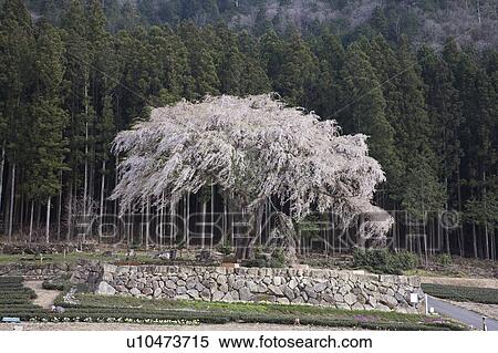 Cherry blossom at Mitono, Gifu Prefecture, Honshu, Japan View Large Photo Image Stock Photography - Cherry blossom at Mitono, Gifu Prefecture, Honshu, Japan. Fotosearch