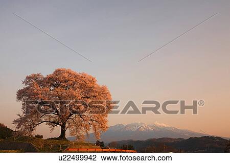 Cherry blossom at Wanizuka at dawn, Yamanashi Prefecture, Honshu, Japan View Large Photo Image Stock Image - Cherry blossom at Wanizuka at dawn, Yamanashi Prefecture, Honshu, Japan. Fotosearch