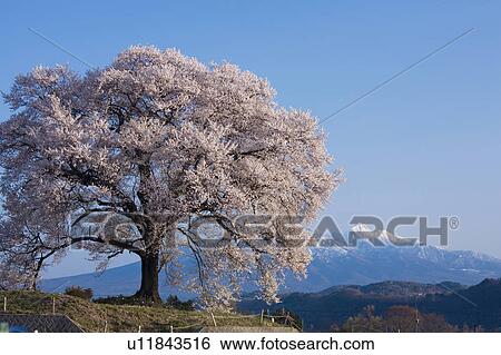 Stock Photograph - Cherry blossom at Wanizuka Mt. Yatsugatake, Yamanashi Prefecture, Honshu, Japan. Fotosearch