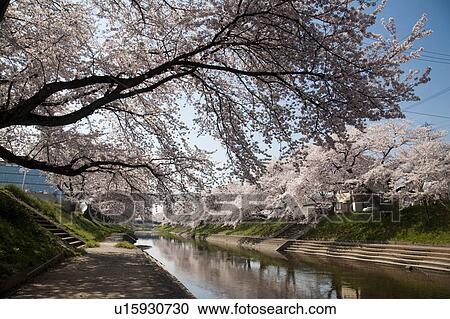 Cherry Blossom Blooming Along the River View Large Photo Image Stock Image - Cherry Blossom Blooming Along the River. Fotosearch