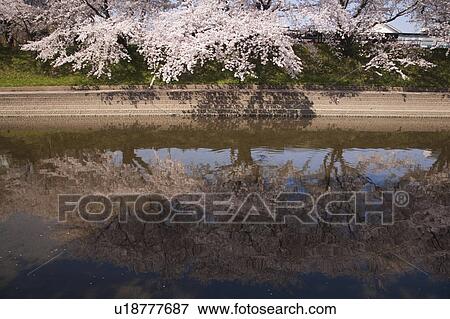 Cherry Blossom Blooming Along the River View Large Photo Image Stock Photo - Cherry Blossom Blooming Along the River. Fotosearch