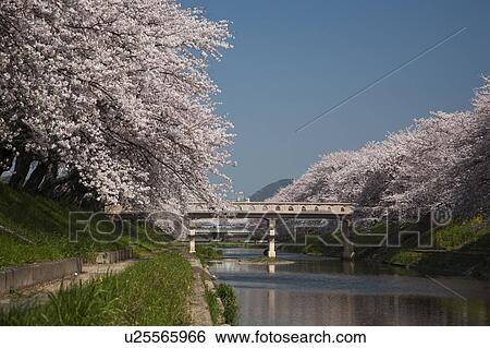 Cherry Blossom Blooming Along the River View Large Photo Image Stock Photograph - Cherry Blossom Blooming Along the River. Fotosearch