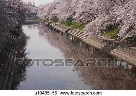 Cherry Blossom Blooming Along the River View Large Photo Image Stock Photography - Cherry Blossom Blooming Along the River. Fotosearch