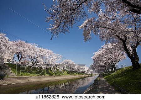 Cherry Blossom Blooming Along the River View Large Photo Image Stock Photography - Cherry Blossom Blooming Along the River. Fotosearch