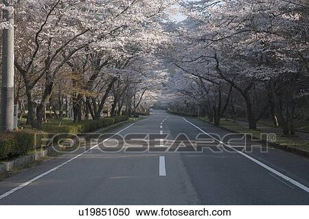 Stock Image - Cherry Blossom Blooming Along the Road. Fotosearch