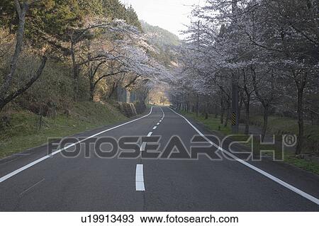 Cherry Blossom Blooming Along the Road View Large Photo Image Stock Image - Cherry Blossom Blooming Along the Road. Fotosearch