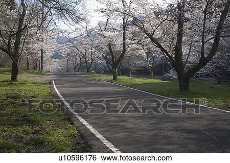 Cherry Blossom Blooming Along the Road View Large Photo Image Stock Photograph - Cherry Blossom Blooming Along the Road. Fotosearch