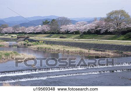 Stock Photo - Cherry Blossom Blooming Along the Riverside. Fotosearch