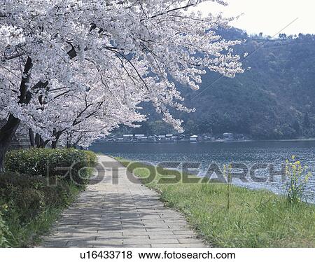 Cherry Blossom Blooming By the Lake View Large Photo Image Stock Photo - Cherry Blossom Blooming By the Lake. Fotosearch