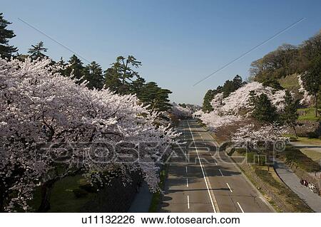 Cherry Blossom Blooming By the Road View Large Photo Image Stock Photograph - Cherry Blossom Blooming By the Road. Fotosearch