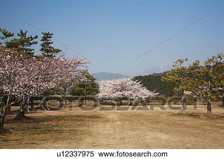 Stock Photography - Cherry Blossom Blooming in the Park. Fotosearch