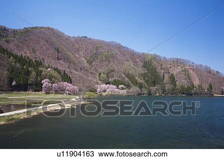 Cherry Blossom Blooming on the Opposite Shore View Large Photo Image Stock Image - Cherry Blossom Blooming on the Opposite Shore. Fotosearch