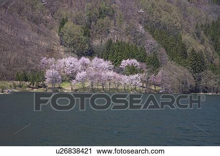 Cherry Blossom Blooming on the Opposite Shore View Large Photo Image Stock Image - Cherry Blossom Blooming on the Opposite Shore. Fotosearch