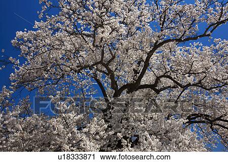 Stock Image - Cherry blossom, Fukui Prefecture, Honshu, Japan. Fotosearch