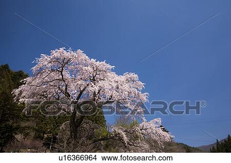 Cherry blossom, Nagano Prefecture, Honshu, Japan View Large Photo Image Picture - Cherry blossom, Nagano Prefecture, Honshu, Japan. Fotosearch