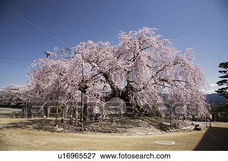 Stock Photo - Cherry blossom, Nagano Prefecture, Honshu, Japan. Fotosearch
