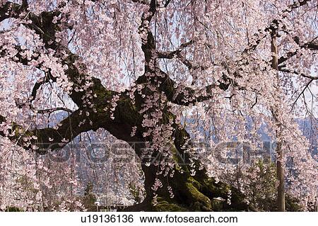 Stock Photograph - Cherry blossom, Nagano Prefecture, Honshu, Japan. Fotosearch