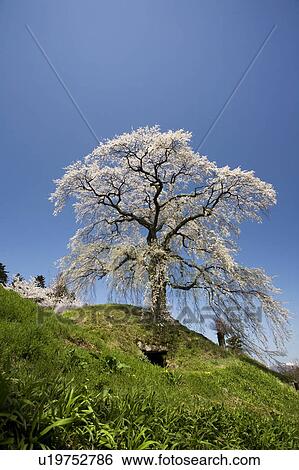Cherry blossom, Nagano Prefecture, Honshu, Japan View Large Photo Image Stock Photograph - Cherry blossom, Nagano Prefecture, Honshu, Japan. Fotosearch