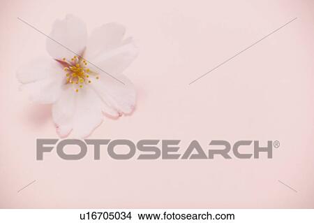 Cherry Blossom on Pink Background View Large Photo Image Picture - Cherry Blossom on Pink Background. Fotosearch