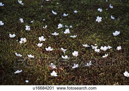 Cherry blossom petals on moss at Kenrroku Garden, Ishikawa Prefecture, Honshu, Japan View Large Photo Image Stock Image - Cherry blossom petals on moss at Kenrroku Garden, Ishikawa Prefecture, Honshu, Japan. Fotosearch