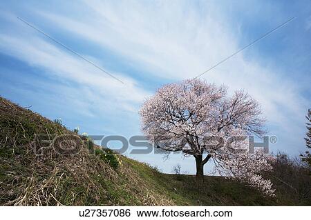 Stock Photograph - Cherry blossom, Toyama Prefecture, Honshu, Japan. Fotosearch