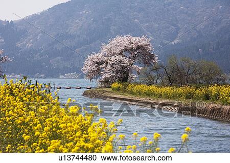 Stock Image - Cherry Blossom Tree and Rape Blossom Blooming By the Yogo Lake. Fotosearch