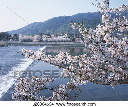 Picture - Cherry Blossom Tree and River in the Background. Fotosearch