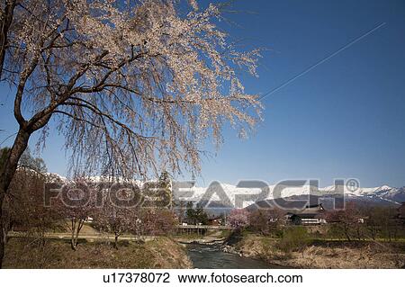 Cherry Blossom Tree and River, Snowcapped Mountains in the Background View Large Photo Image Stock Image - Cherry Blossom Tree and River, Snowcapped Mountains in the Background. Fotosearch