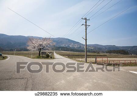 Cherry blossom tree and roads, Toyama Prefecture, Honshu, Japan View Large Photo Image Stock Photography - Cherry blossom tree and roads, Toyama Prefecture, Honshu, Japan. Fotosearch