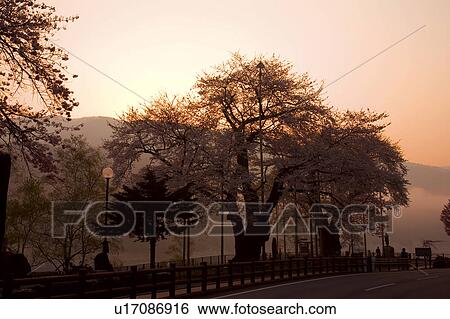 Stock Photograph - Cherry blossom tree at dawn, Gifu Prefecture, Honshu, Japan. Fotosearch
