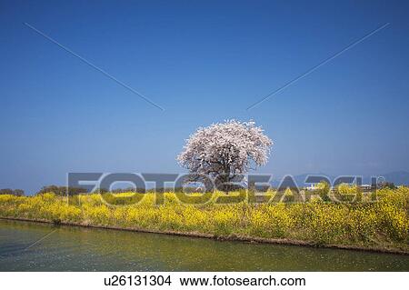 Cherry Blossom Tree Blooming at the Riverside View Large Photo Image Picture - Cherry Blossom Tree Blooming at the Riverside. Fotosearch
