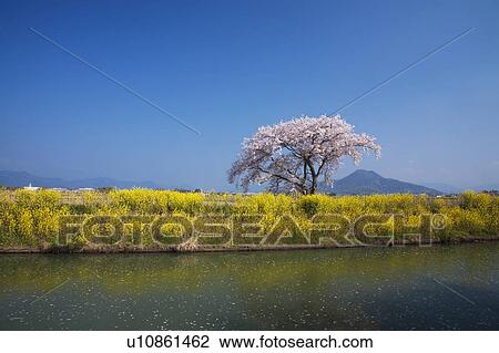 Stock Image - Cherry Blossom Tree Blooming at the Riverside. Fotosearch
