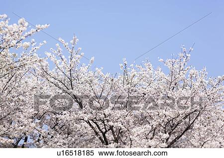 Cherry Blossom Trees Against Blue Sky View Large Photo Image Stock Photography - Cherry Blossom Trees Against Blue Sky. Fotosearch