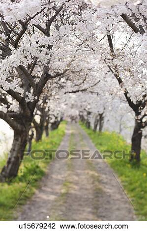 Stock Image - Cherry Blossom Trees Lining Dirt Track. Fotosearch