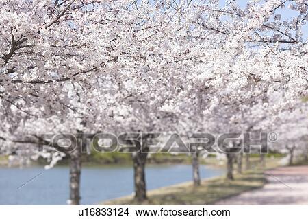 Picture - Cherry Blossom Trees. Fotosearch