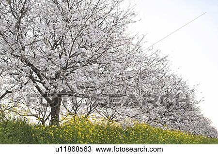 Stock Image - Cherry Blossom Trees. Fotosearch