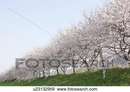 Cherry Blossom Trees View Large Photo Image Stock Photo - Cherry Blossom Trees. Fotosearch