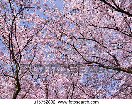 Stock Image - Cherry blossoms, Aichi Prefecture, Honshu, Japan. Fotosearch